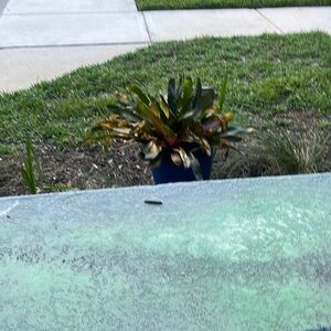 Privet listing for Marce